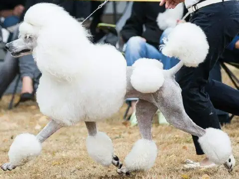 Caniche  Chiot 1 Baya Des Naïades Du Pays Des Cigalou 34d40 photo 3