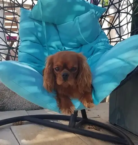 Cavalier King Charles Spaniel  Chiot 3 Du Puits Des S 8ca44 photo 2