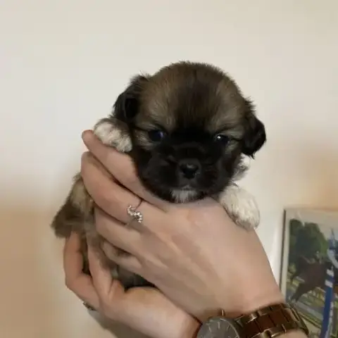 Chiots Épagneul Tibétain