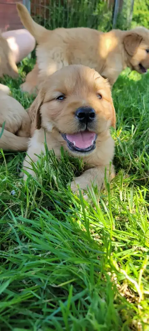 Golden Retriever  B.... Des Molosses De Timoulys photo 2