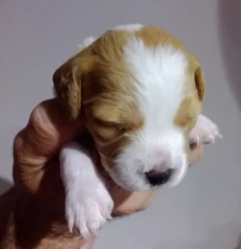 Epagneul Breton  Chiot 8 De La Plaine De Beauregard dbf30