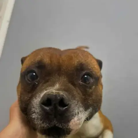 Chien Street Fighter À L Adoption