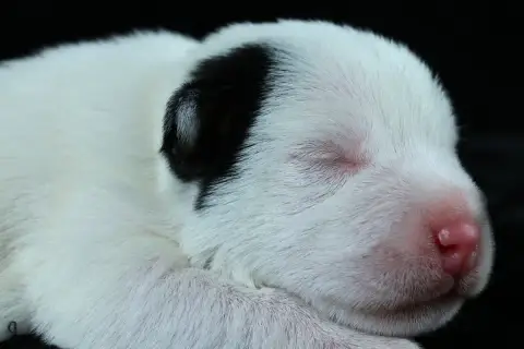 Parson Russell Terrier 
                        Baxte 8649c photo 2