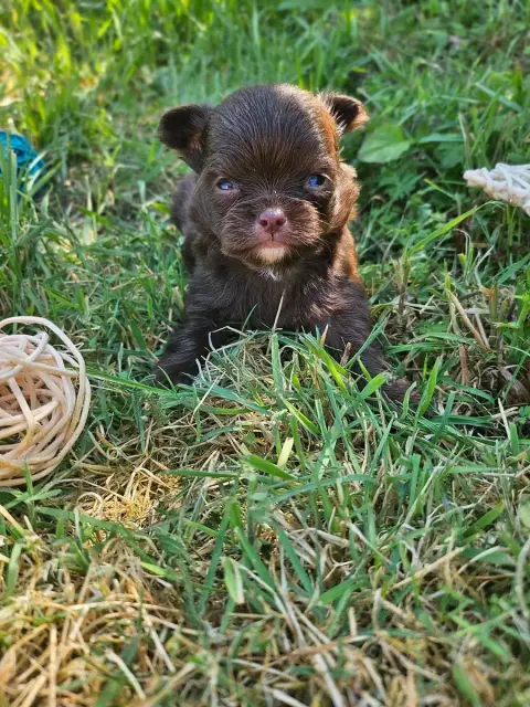 Chihuahua  Chiot N°2 Du Hameau De Selcra
