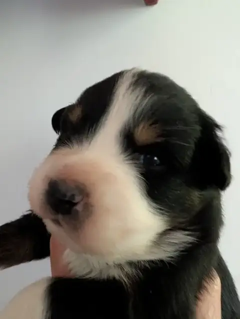 Berger Australien  Bailey Des Eoles Du Sor