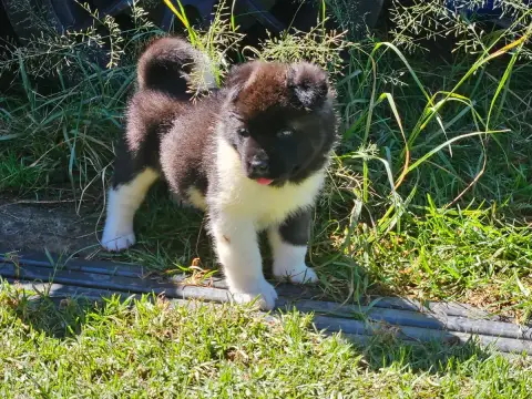 Akita Americain  Chiot N°1 Du Domaine De Clérik