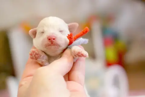 Bichon Frise  Bonome De La Felhotte