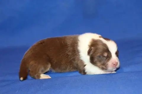 Berger Australien  Chiot N°1 Du Domaine De La Canurie e2dcd photo 2