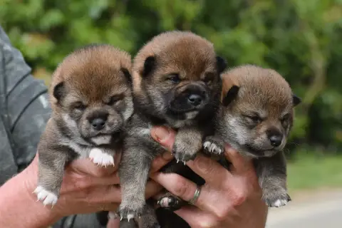 Shiba photo 2
