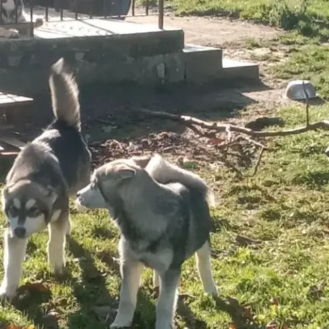Chiot Type Malamute D'Alaska