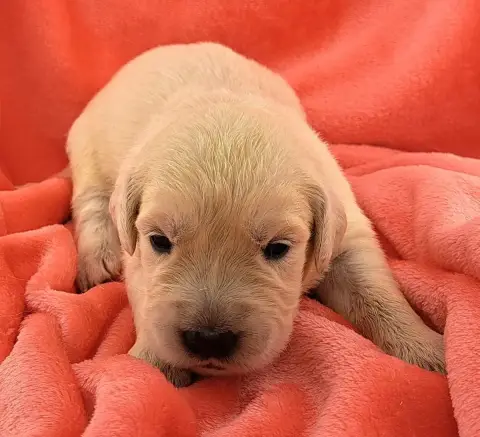 Golden Retriever  Betty (Ruban Doré) Of Mayajoe'S Dre 008e7