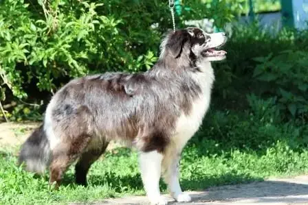 Berger Australien  Chiot N°2 Royal Fluffy photo 3