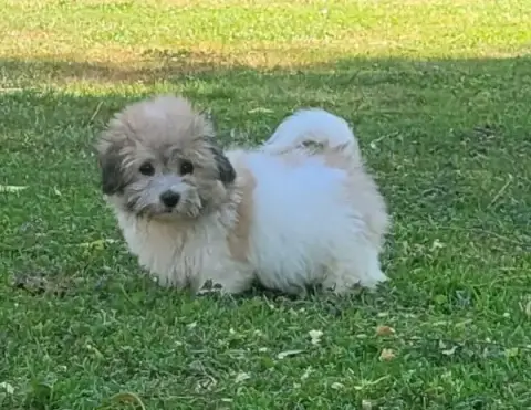 Coton De Tulear  Bartt Des Marais De Courmont