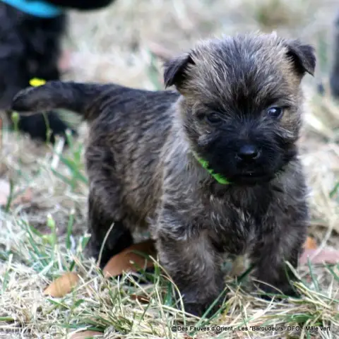 Cairn Terrier photo 3