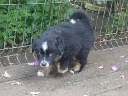 Berger Américain Miniature  Chiot 5 Des Amis De Zoé 1ffe9