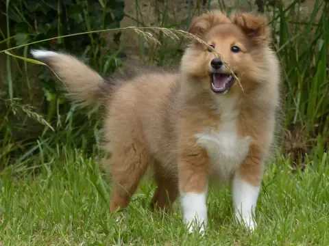 Shetland Sheepdog  Madame B... Du Domaine De Boisceau 065c8 photo 2
