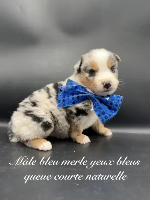 Berger Américain Miniature  Chiot N°1 Des Joyaux Des  6103e