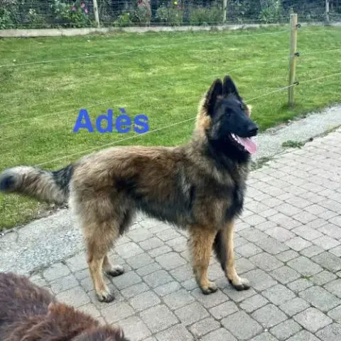 Chiots Mâles Berger Belge Tervueren Lof