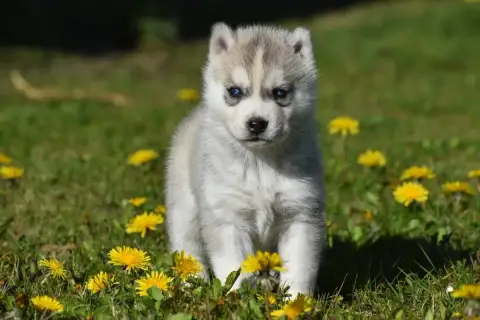 Siberian Husky  Chiot N°5 Du Chalet Des Edelweiss photo 2