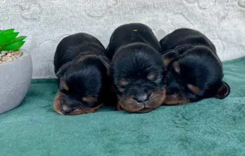 Cavalier King Charles Spaniel  Male Noir Et Feu Des V 85fa3