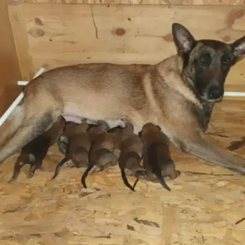 8 Magnifiques Chiots Berger Belge Malinois