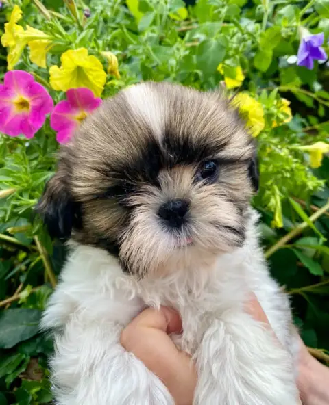 Shih Tzu  Bouh De La Baronnerie Des Cuillerdier