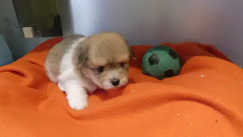 Coton De Tulear  Chiot N°1 Du Domaine Des Ecorces