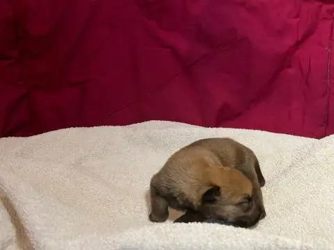 Berger De Picardie  Chiot N°6 Des Brumes De Sirius