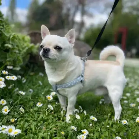Chihuahua