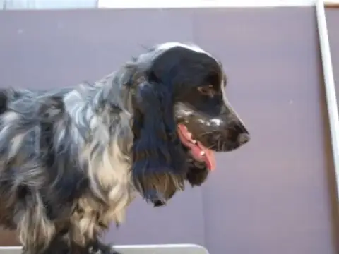 Cocker Spaniel Anglais  M4 - photo 3
