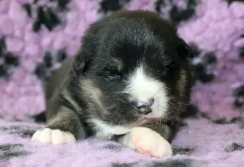 Chien Finnois De Laponie  Bjarni Ursa De La Vallée D' da8f2