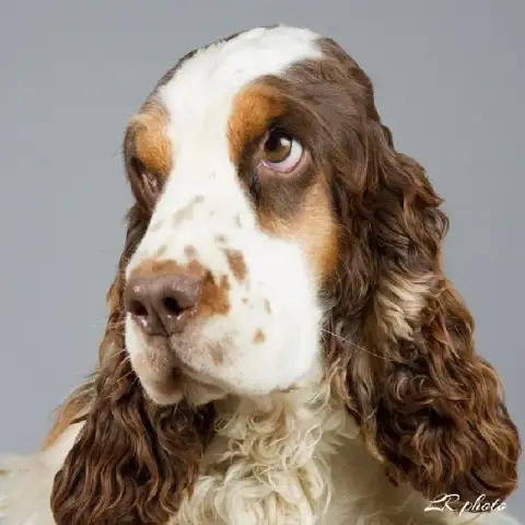 Cocker Spaniel Anglais photo 3