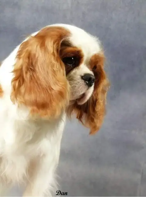 Cavalier King Charles Spaniel  Chiot N°1 Du Domaine D 92053 photo 3