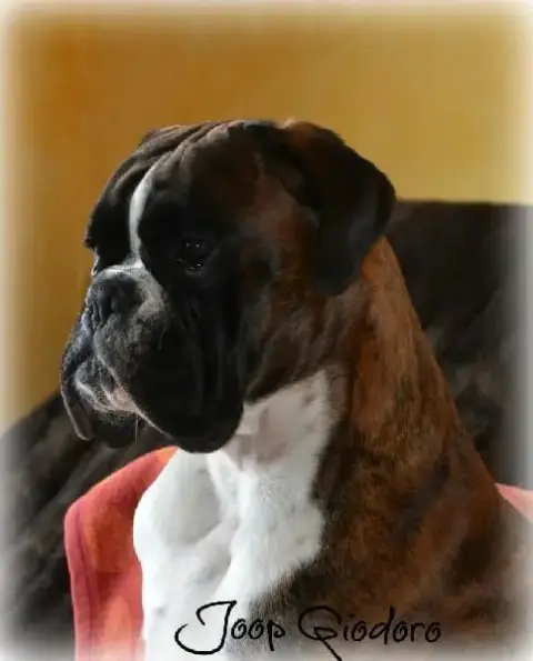 Boxer  Balthus De L'Aire D'Alsace photo 3