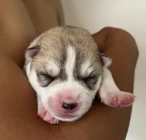 Siberian Husky  Boogie Woogie Of Siberian Melody