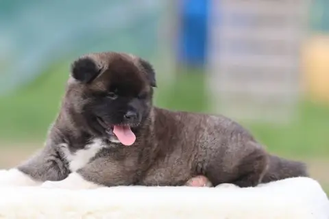 Akita Americain  Barbie Girl De Daybreak Northern photo 2