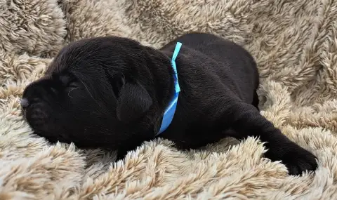 Labrador Retriever  Benny photo 3