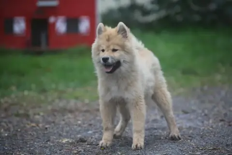 Eurasier  Mister Du Royaume D'Ebène