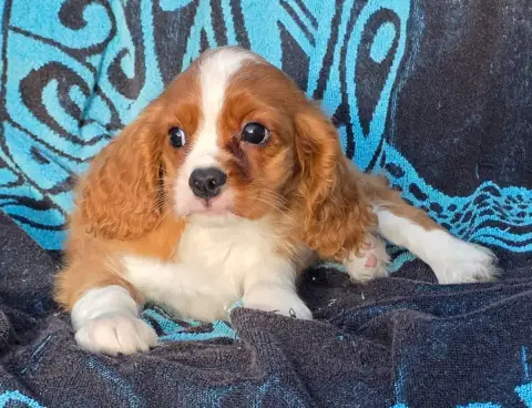 Cavalier King Charles Spaniel  Biscuit De La Colline  3802c photo 2