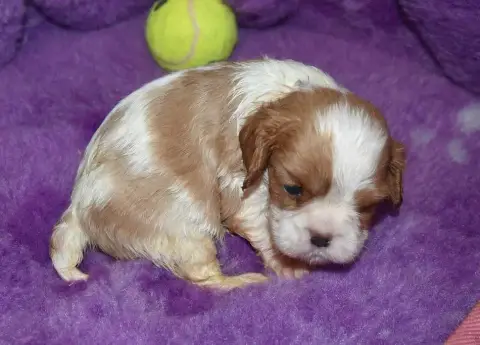 Cavalier King Charles Spaniel 
                       2892f