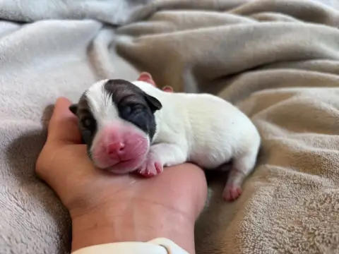 Jack Russell Terrier