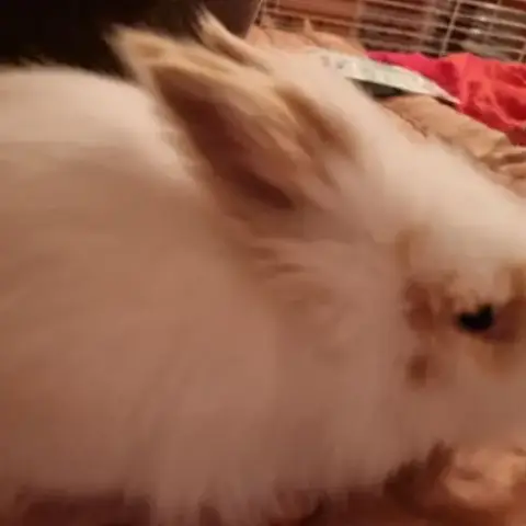 Bébé