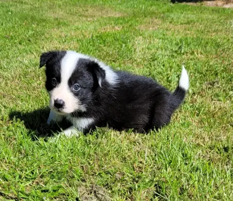 Border Collie  Femelle Noire Et Blanche 1 Des Marais  d1396