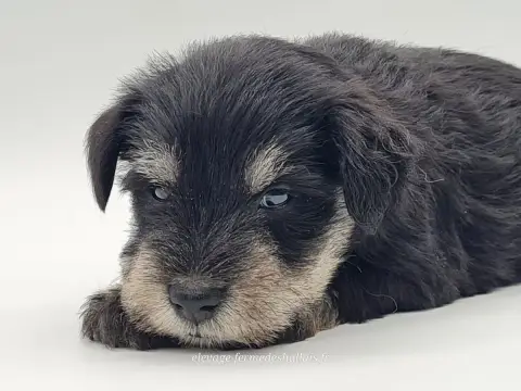 Schnauzer Miniature  Boruto Du Mont De La Chenaie photo 3