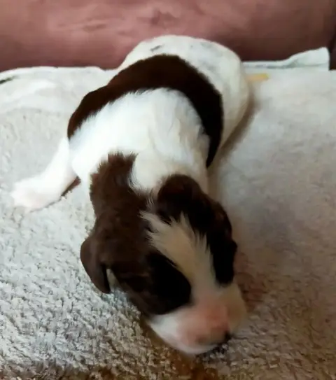 Epagneul Français  Chiot N°4 Des Terres Du Doux Lieu 4a2d3