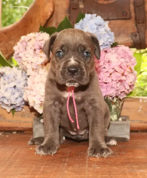 Cane Corso  Collier Violet Du Domaine Des Vents Landa 7c41a