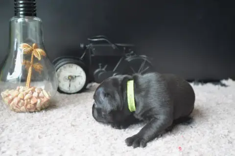 Staffordshire Bull Terrier photo 2