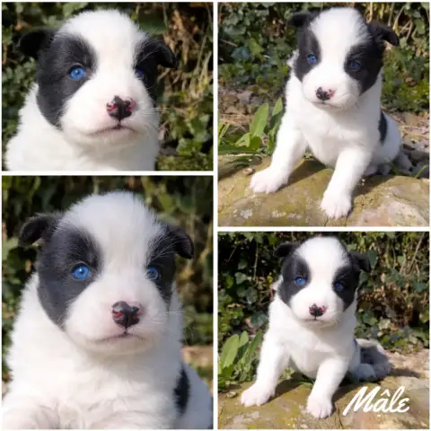 Laika De Iakoutie  Chiot N°4