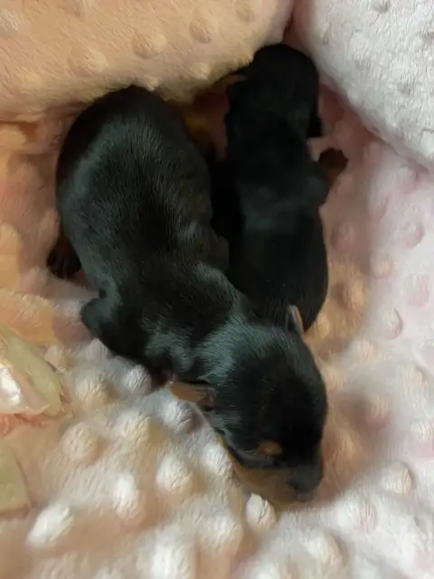 Yorkshire Terrier  Chiot 2 Des Minis Bouts