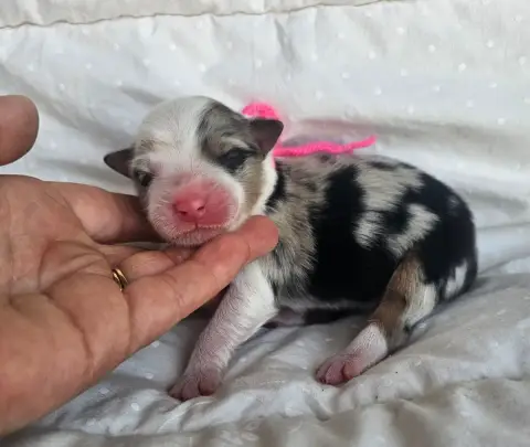Berger Australien  Chiot N°8 Des Amours De Claya